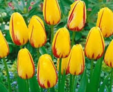 Лале single late la courtine